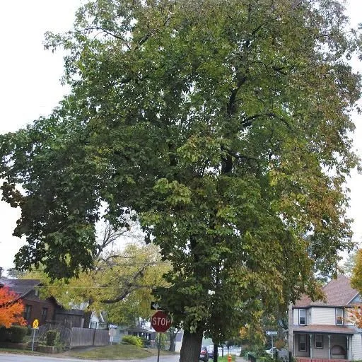 thumbnail for publication: Diospyros virginiana: Common Persimmon